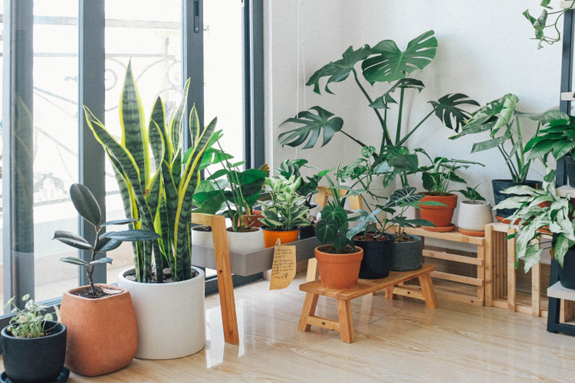 Indoor Gardening: The Secrets Nobody Tells You About Houseplants